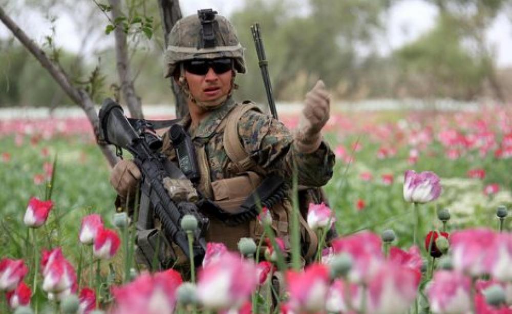 Flower power? Afghan opium production hits all-time high