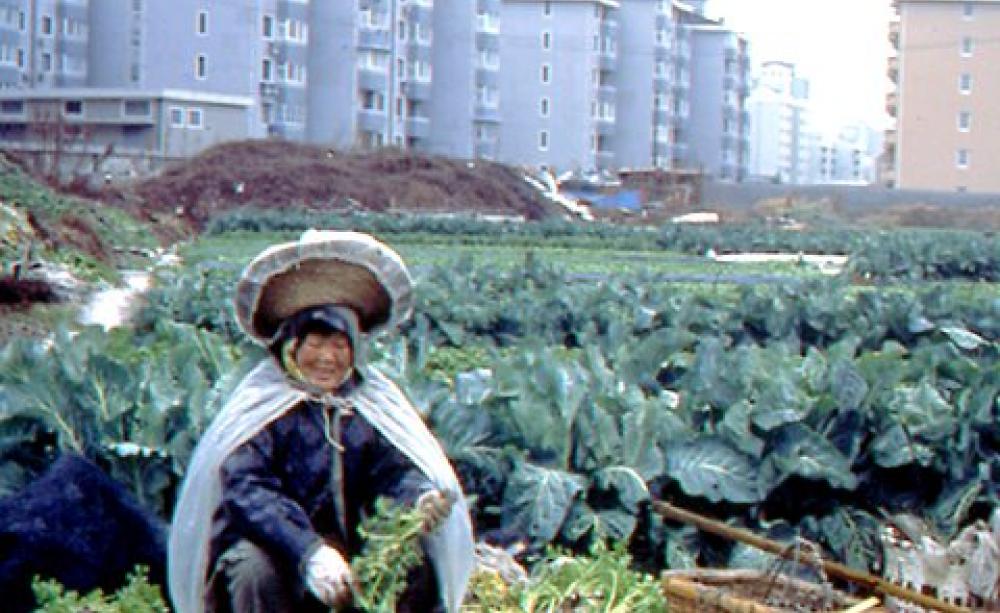 In Shanghai much food used to be grown within the city. In recent years peri-urban agriculture has taken over from intra-urban cropping. Whilst some land has been paved over as the city expanded, large areas of peri-urban land are still being set aside fo