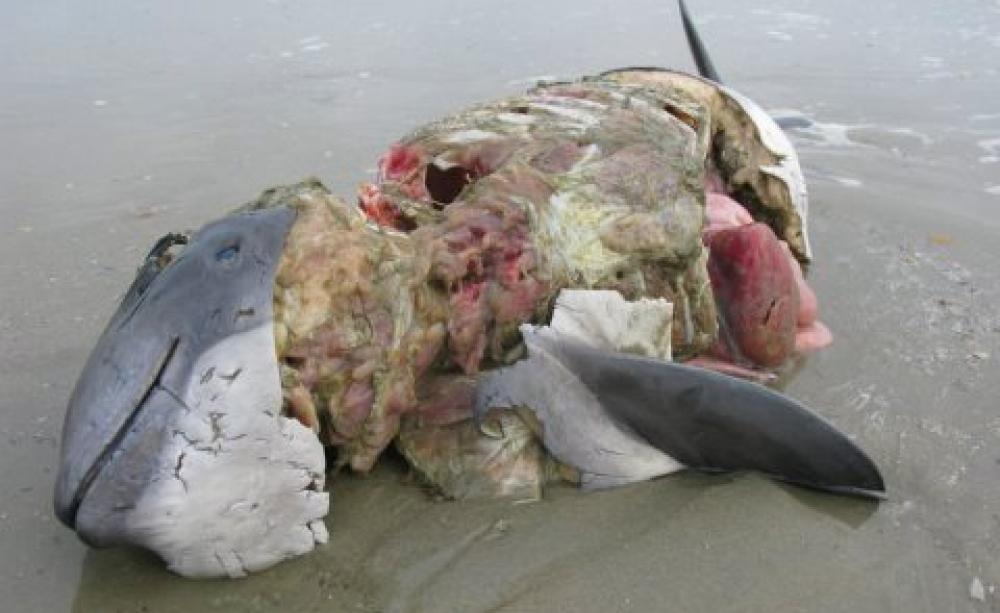 Murder most foul - a porpoise carcass bearing cruel bite marks. Photo: Johan Krol.
