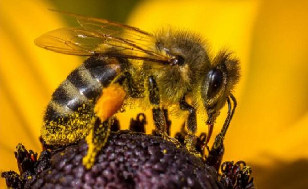 Coming to honeybees in North America and Europe, a new parasite helped on its way by warmer summers. Photo: Smudge 9000, CC BY-SA.