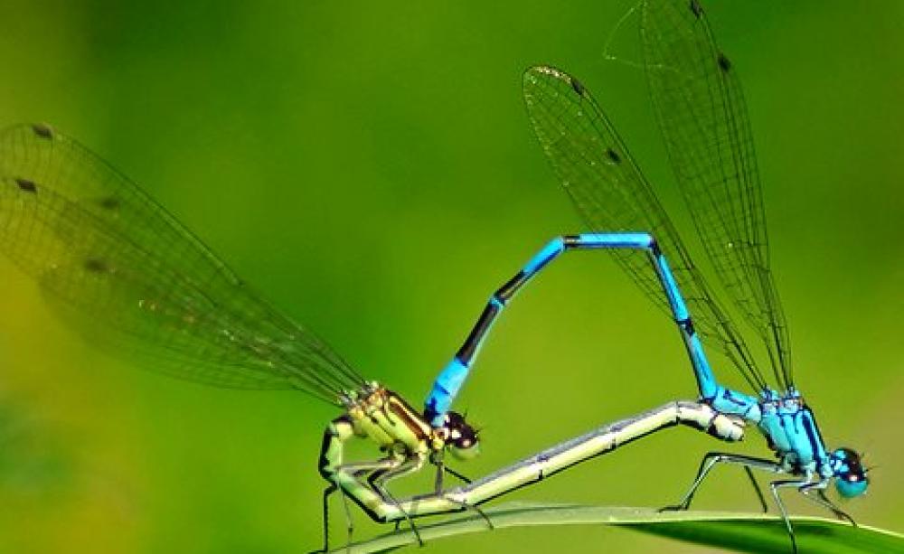Azure damselflies. Photo: Paul Ritchie via Flickr, CC BY-NC-ND 2.0.