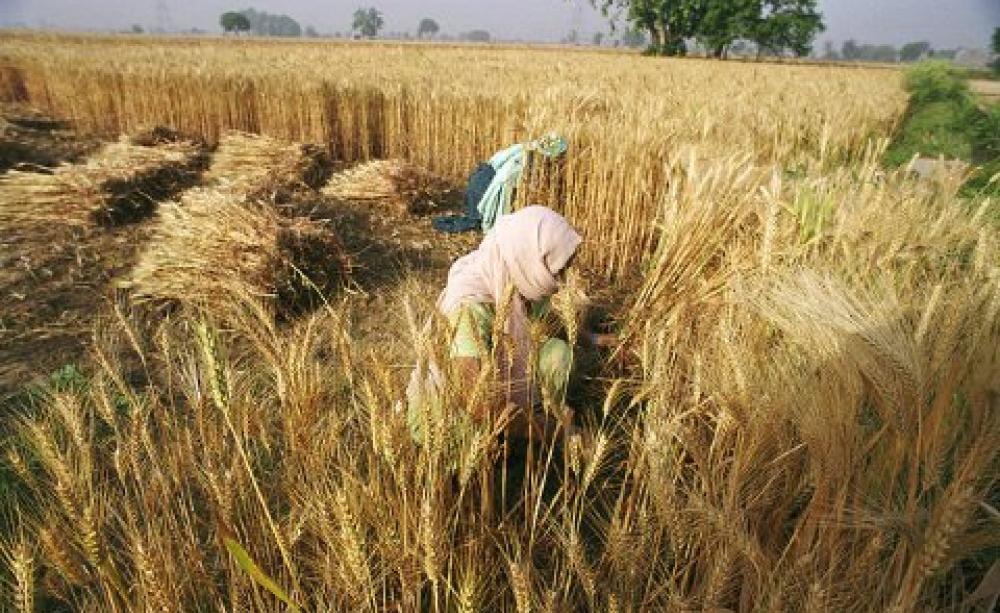 Women harvest wheat, Bangladesh. Photo: Scott Wallace / World Bank via Flickr, (CC BY-NC-ND). Photo: Scott Wallace / World Bank via Flickr, (CC BY-NC-ND).