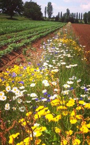 This colorful 'beetle bank' at Sandy Lane Organic Farm provides a haven for beneficial insects: pollinators and predators of pest species. Photo: Sandy Lane Farm, Oxfordshire, England.