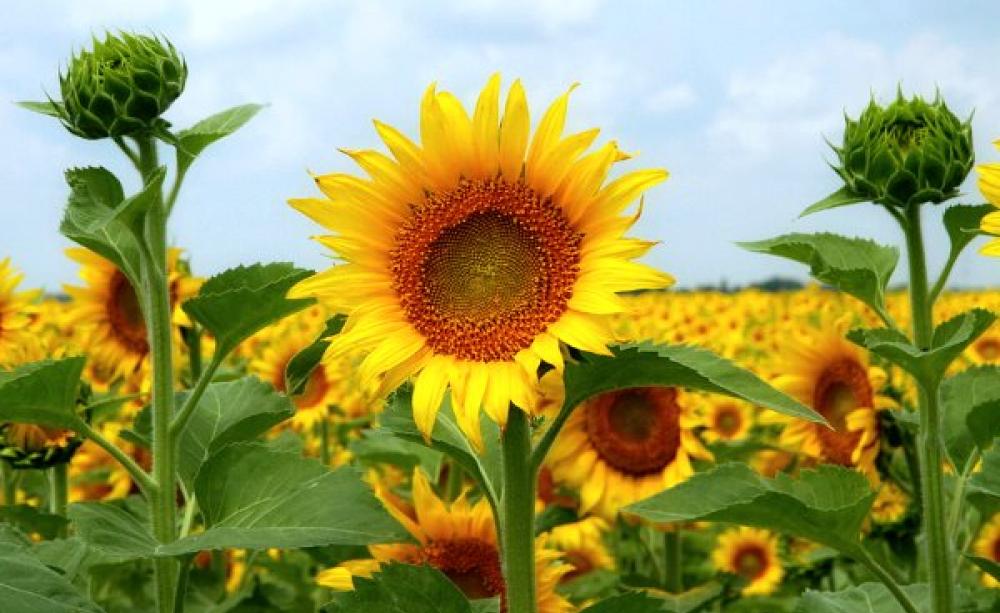 The flowers are gorgeous! But the oil that's pressed from their seeds is best avoided due to its high linoleic acid levels. Photo: Ken Slade via Flickr (Cc BY-NC 2.0).