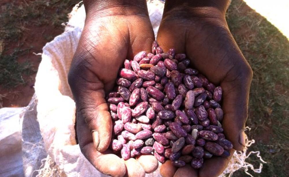 Seed saving in Malawi: farmer Maria Banda's cupped hands holding cowpea seeds. Photo: Stephen Greenberg / ACBIO.