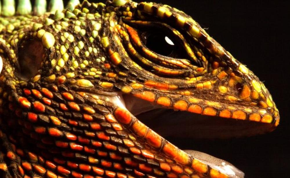 Wood lizard of the Ecuadorian cloud forest, Enyalioides rubrigularis. Photo: Santiago Ron via Flickr (CC BY-ND 2.0).