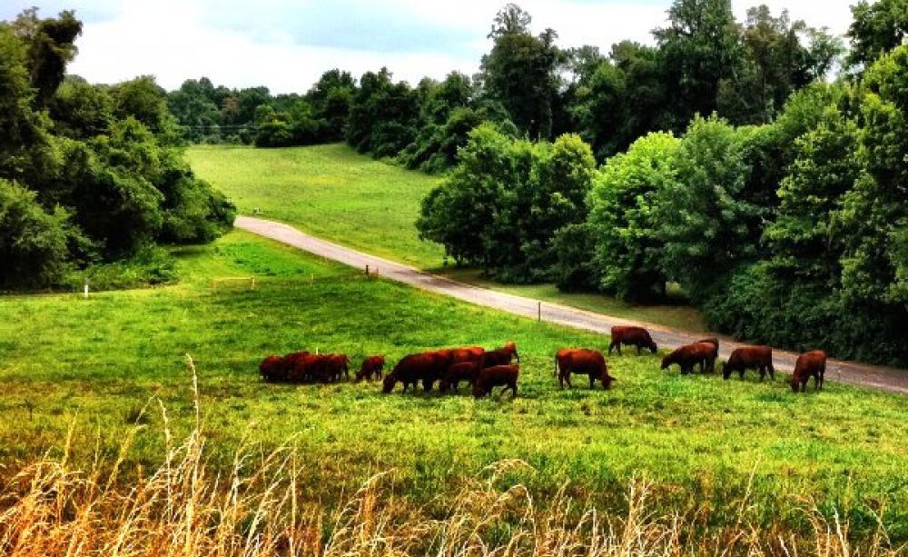 Grass Fed Cattle certified under the USDA's 'Certified Grass-Fed' scheme on a farm in Maryland. Photo: F Delventhal via US Department of Agriculture on Flickr (CC BY).