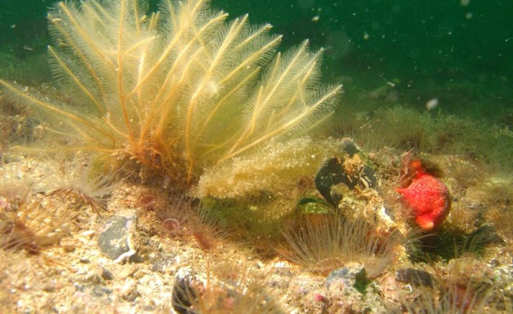 Recovering marine life within the Lamlash Bay 'no take zone'. Photo: Howard Wood / COAST.