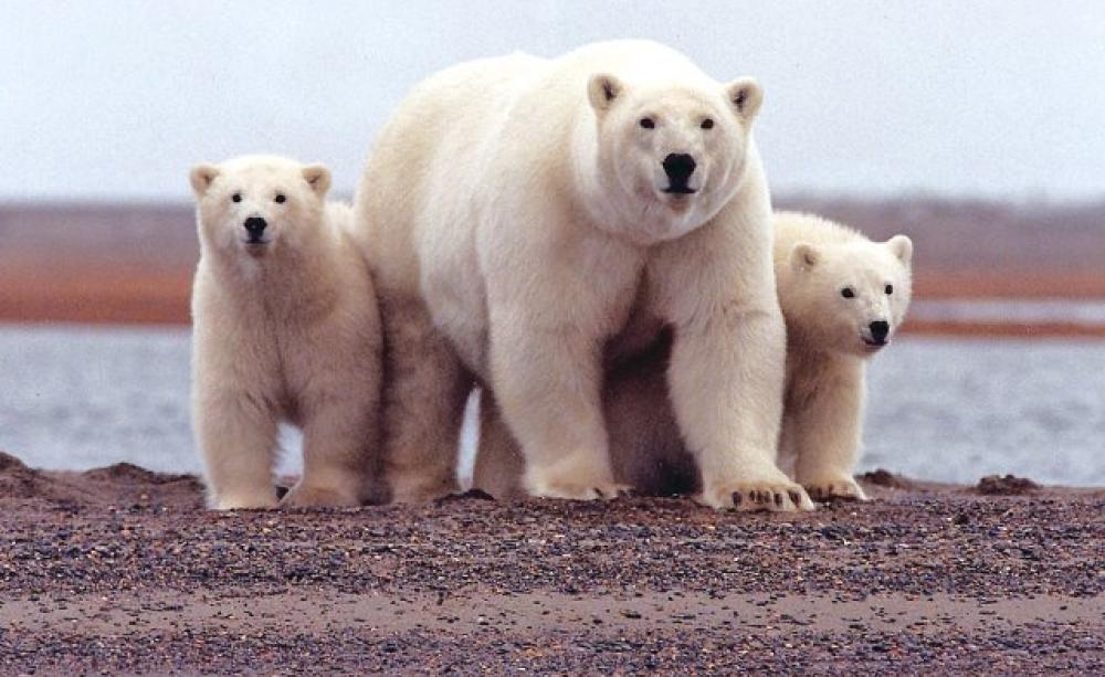 A polar bear keeps close to her young along the Beaufort Sea coast in the Arctic National Wildlife Refuge. Photo: Susanne Miller / USFWS via Flickr (CC BY).