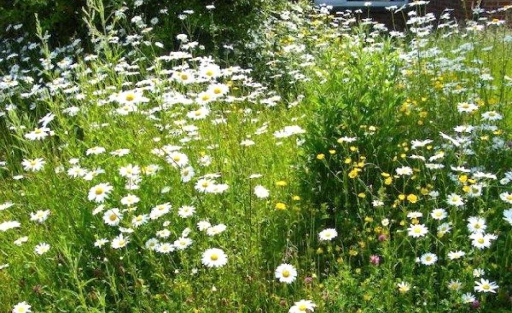 How to Turn Your Lawn into a Wildflower Garden