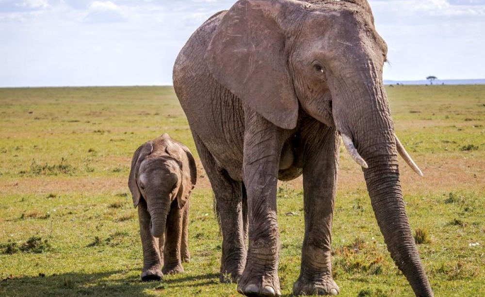 Without a cooperative, trans-boundary approach to wildlife conservation, Africa will struggle to conserve its biodiversity - like these elephants in the Masai Mara, Tanzania. Photo:  R∂lf Κλενγελ via Flickr (CC BY-NC).