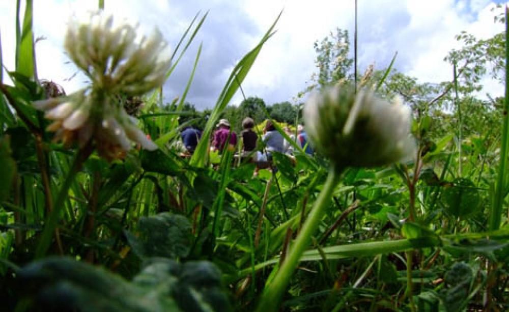Green and Away