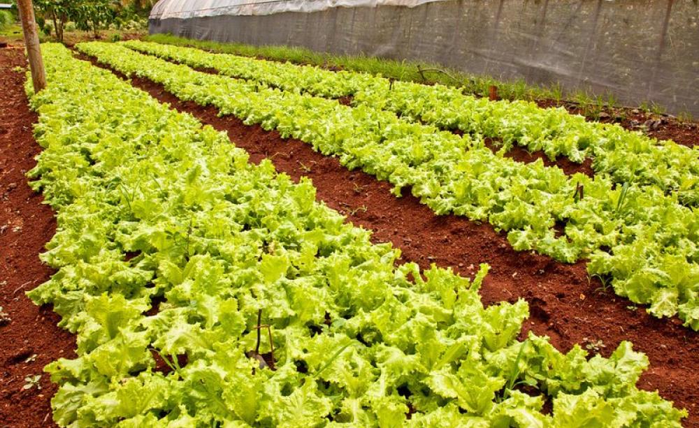 Lettuce on an Organic Farm in Havana, Cuba. Photo: David Schroeder via Flickr (CC BY-NC-ND).
