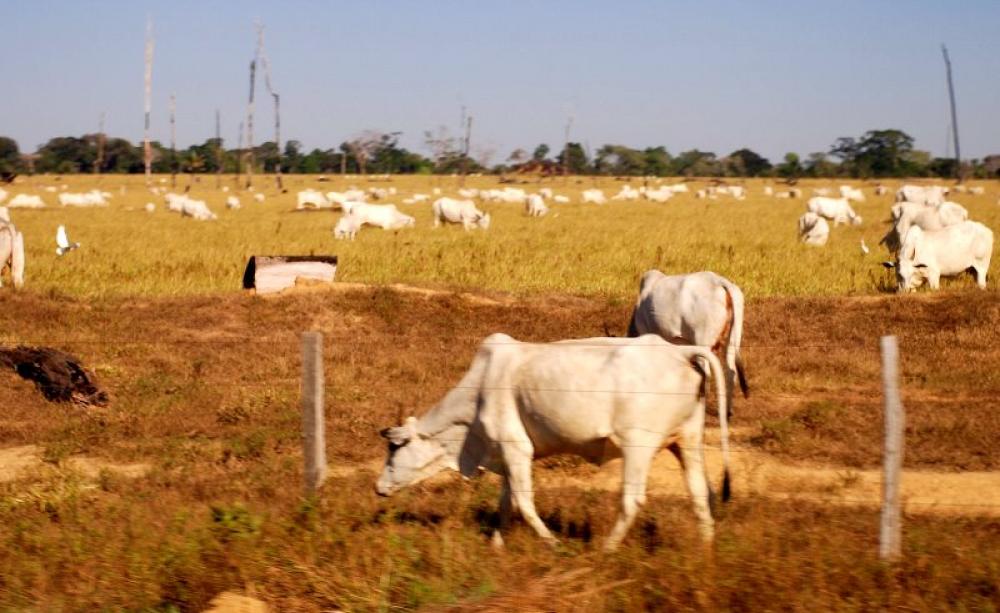 Cattle ranching in the Amazon: once rainforest, now meat. Photo: Joelle Hernandez via Flickr (CC BY-NC-ND).