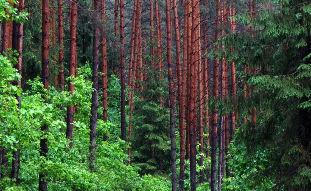 The Augustow Primeval Forest in Poland - saved from a motorway project by the EU's nature laws. Is the problem that they work too well? Photo: Erik de Haan via Flickr (CC BY-NC).