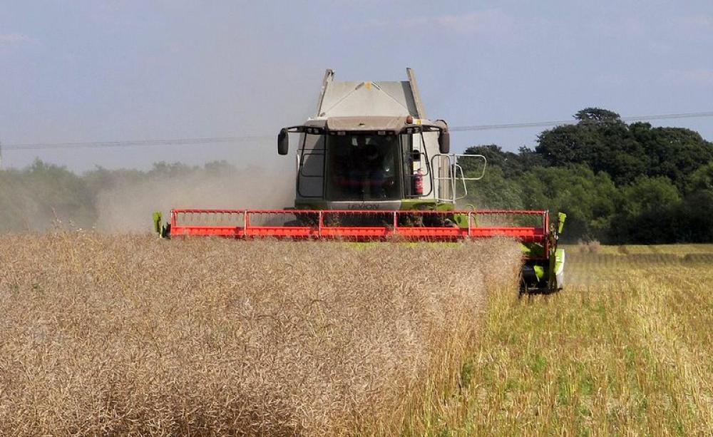 The 2015 oilseed rape harvest is coming in strong. Photo: Michael via Flickr (CC BY-NC-SA).