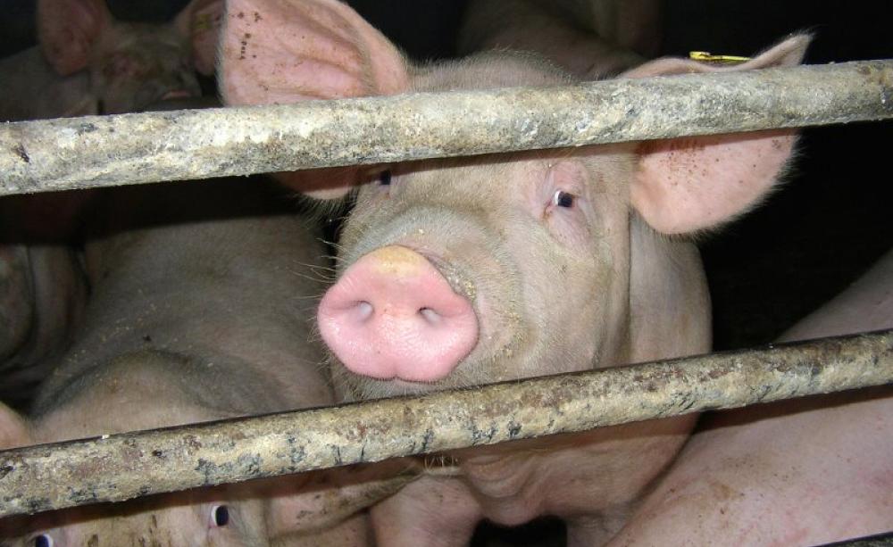 Intensively farmed pigs are routinely dosed with antibiotics to ward off disease and increase weight gain. Photo: Compassion in World Farming via Flickr (CC BY-NC-SA).