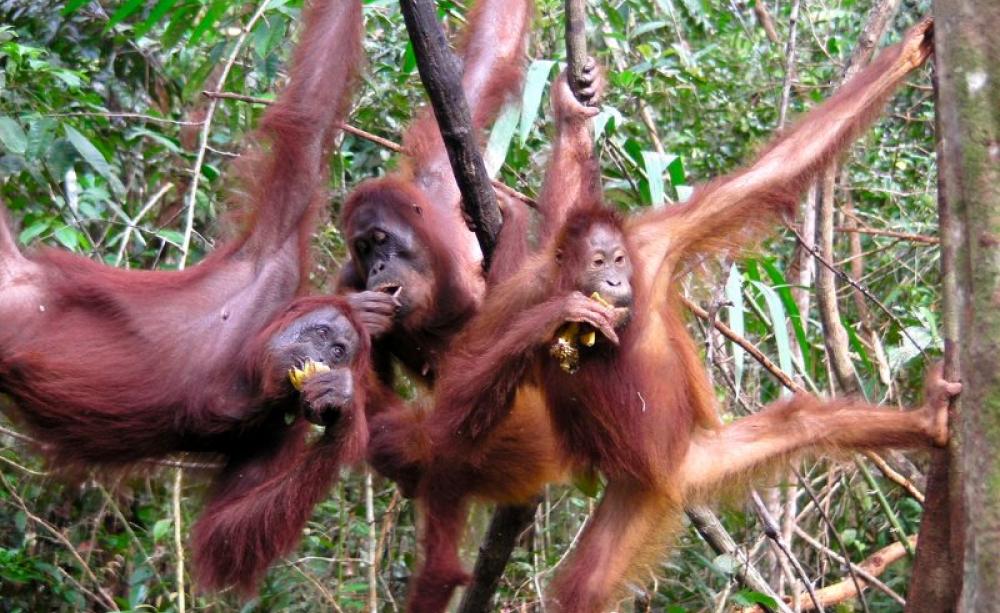 Mother and Baby Orangutan Borneo #2 Photograph by Carole-Anne Fooks - Pixels