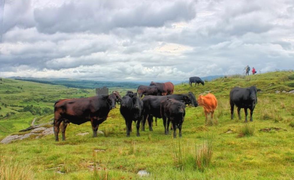 Cows near Dolwyddelan Castle in the Conwy Valley, Wales. Photo: George Frost / Gelephoto via Flickr (CC BY-NC-SA).
