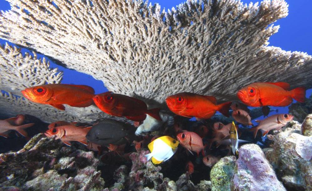 No shortage of biodiversity here - Rapture Reef sits within the Northwestern Hawaiian Islands Marine National Monument. The monument encompasses more than 140,000 square miles of ocean and coral reef habitat. Photo: NOAA's National Ocean Service via Flick