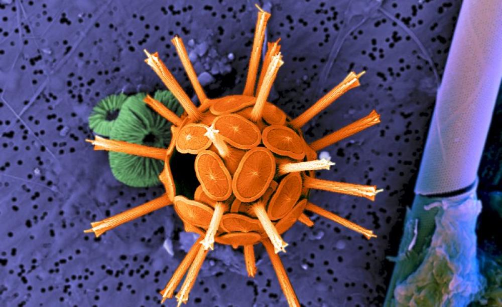Coccolith. Photo: ZEISS Microscopy via Flickr (CC BY-NC-ND).