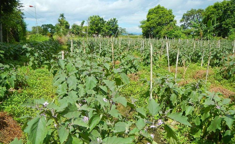 The ban on GMO crop trials imposed by the Supreme Court is intended to protect native crop biodiversity from contamination - for example, the brinjal (aubergine), widely grown throughout the country. Photo: Judgefloro via Wikimedia (CC BY-SA).