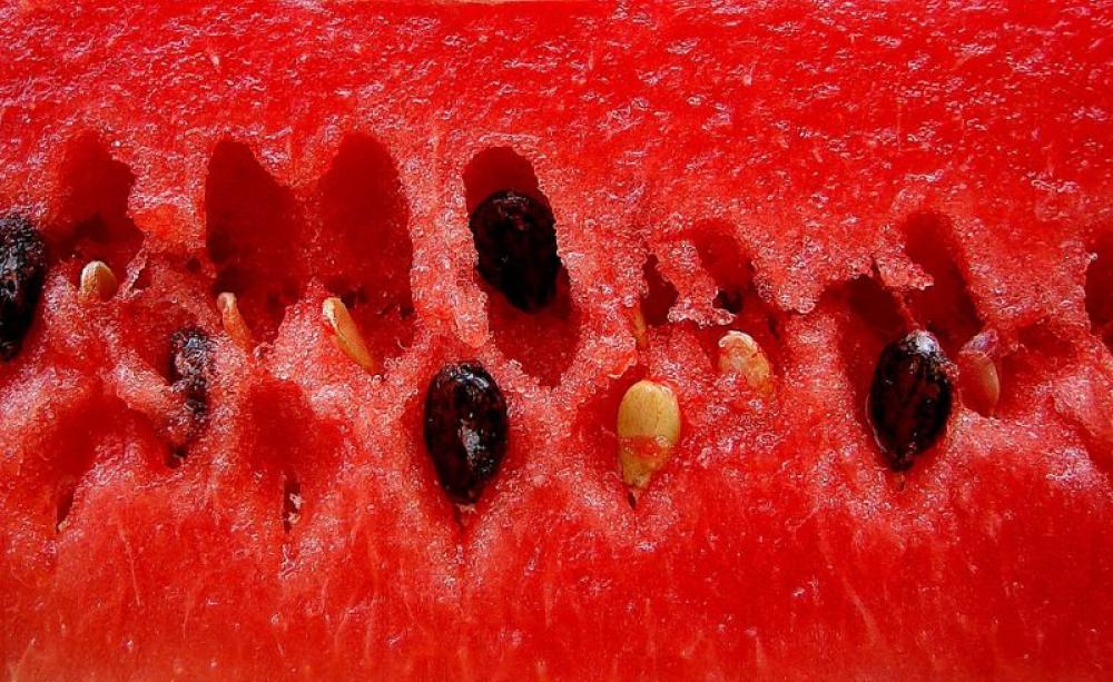 These Venezuelan watermelon (sandía) seeds are now protected by law from corporate takeover, while GMOs are banned. Photo: Rufino Uribe via Flickr (CC BY-SA).