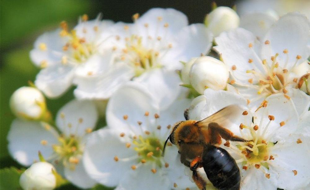 Mining Bee (Andrena dunningi) on Hawthorn. Photo:  Dan Mullen via Flickr (CC BY-NC-ND).