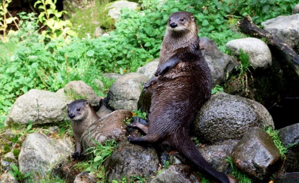 Otters waiting for fish at Loch Creran, West Highlands, Scotland. Photo: Jennie Rainsford via Flickr (CC BY-SA).