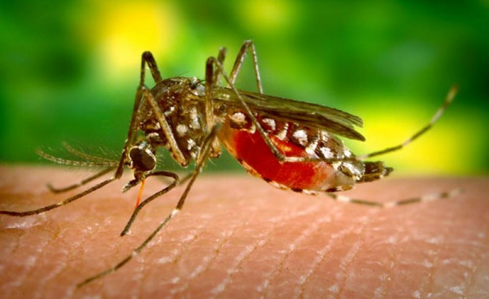 Aedes Aegypti mosquito feeding on human blood. Photo: James Gathany via jentavery on Flickr (CC BY).
