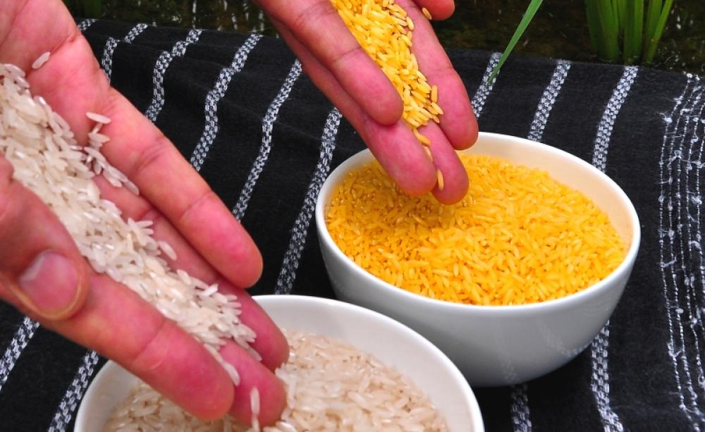 Golden rice is an example of GM which has failed to deliver what has been promised. International Rice Research Institute (IRRI) via Flickr (CC BY-NC-SA)