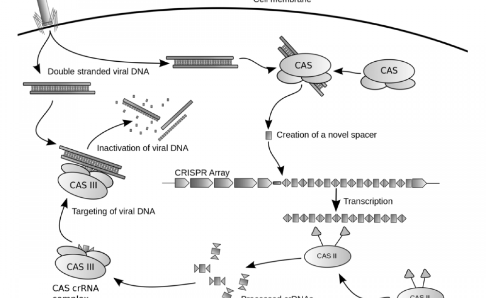 How CRISPR works: what could possibly go wrong? In fact, an awful lot, as it turns out. Image: James atmos via Wikimedia Commons (CC BY-SA).