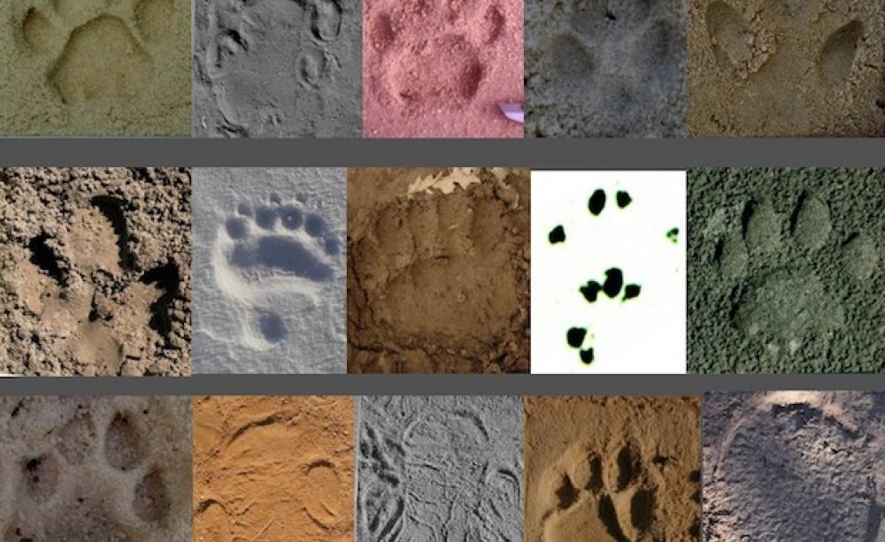 ちび／FOOTPRINTS Footprint Identification Technology (FIT) - where traditional