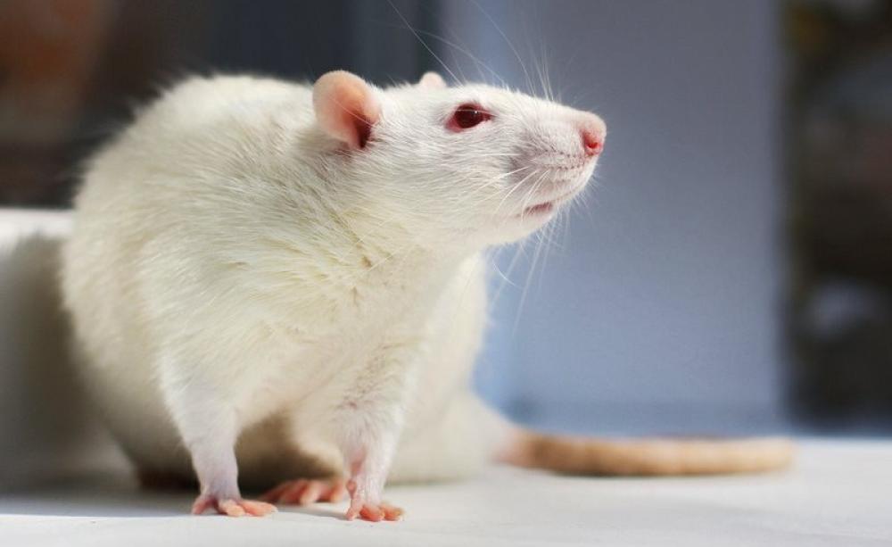 Are we the real lab rats? If glyphosate herbicides can mess up rats uterine development, what's it doing to humans? Photo: Tatiana Bulyonkova via Flickr (CC BY-NC-SA).