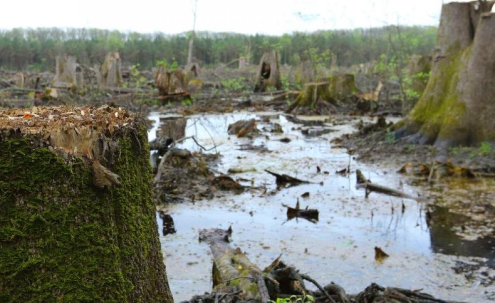 Dirtier than coal burning forests for 'green' energy