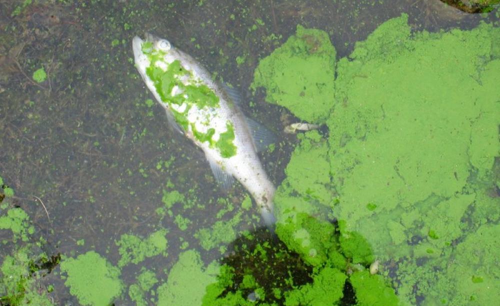 How can we act in time to prevent ecosystem collapse in eutrophic waters? The answer is in the ecology. Photo: Dr. Jennifer L. Graham | US Geological Survey / eutrophication&amp;hypoxia on Flickr (CC BY-NC-ND).