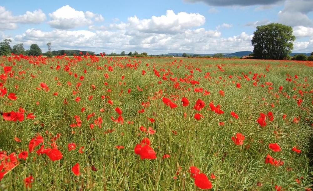 Weeds in farmers' crops - like these poppies in an oilseed rape field near Thirsk - may reduce profit margins - but they are hardly a 'serious danger to plant health'. Photo: James West via Flickr (CC BY-SA).