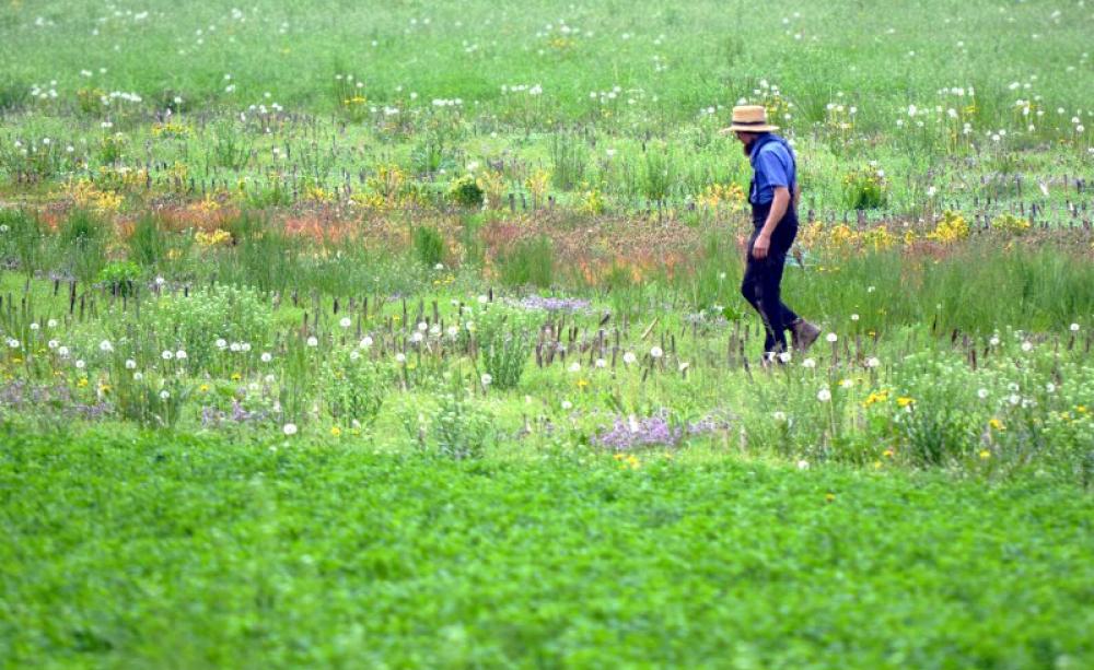 Agroecology is not just for the developing world: Amish farmer, USA. Photo: Ashley Morris via Flickr (CC BY-NC).