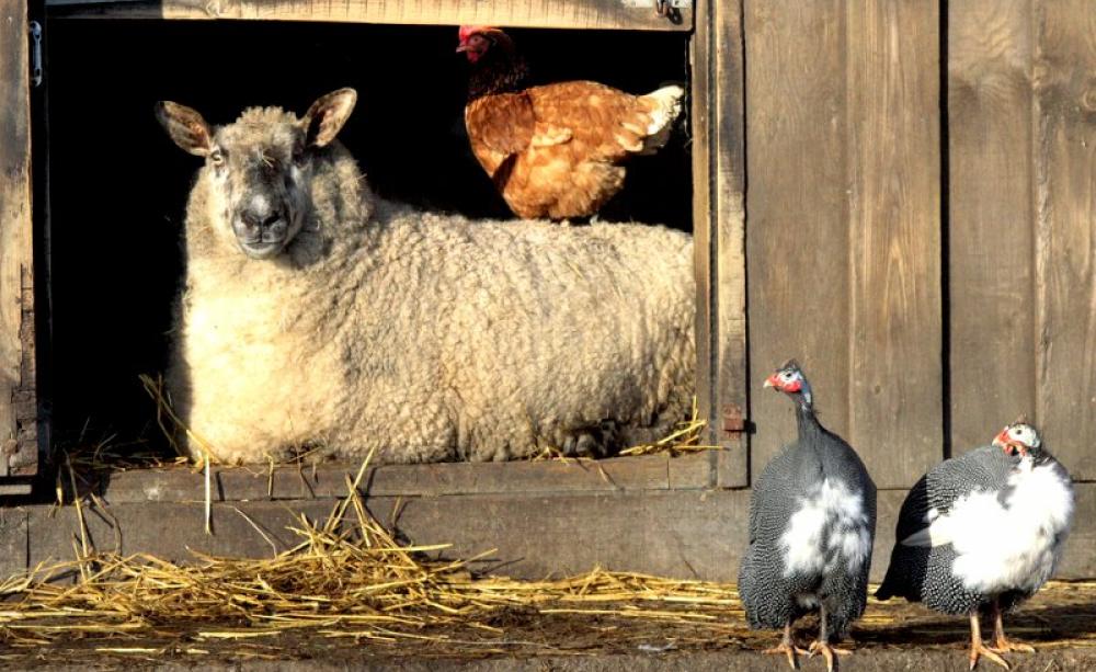 Well cared-for animals are crucial to food security and sustainable farming systems around the world. Photo: Paul Woods via Flickr (CC BY-NC-SA).