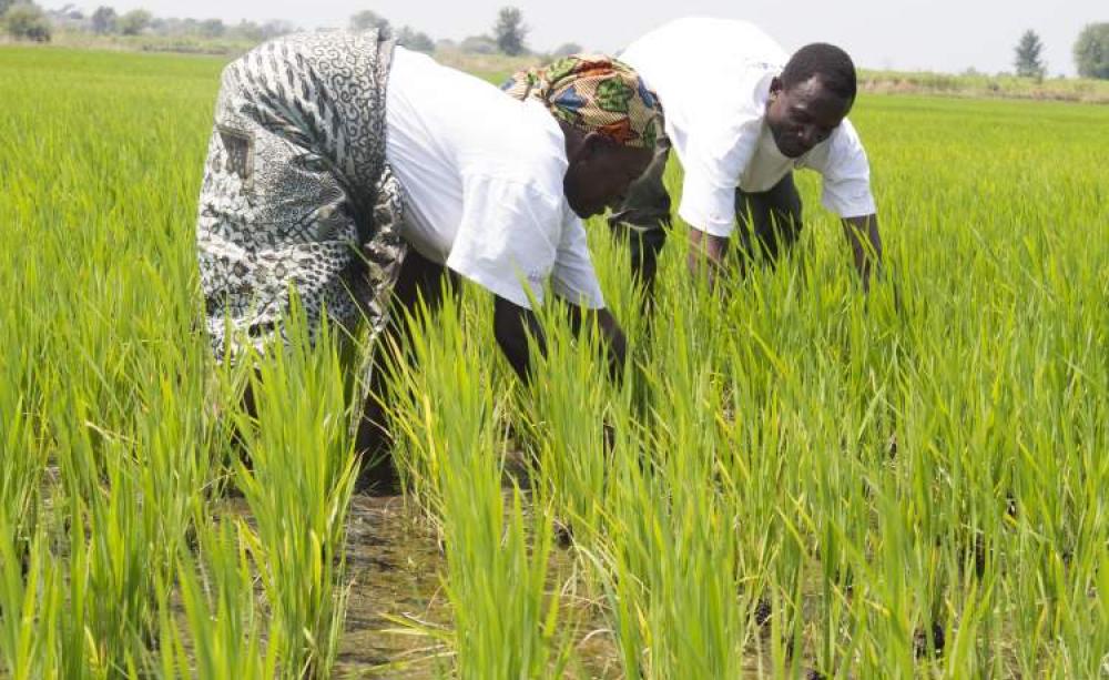 Ninety per cent of Malawians live in rural areas; agriculture makes up 80 per cent of the labour force and 80 per cent of its exports