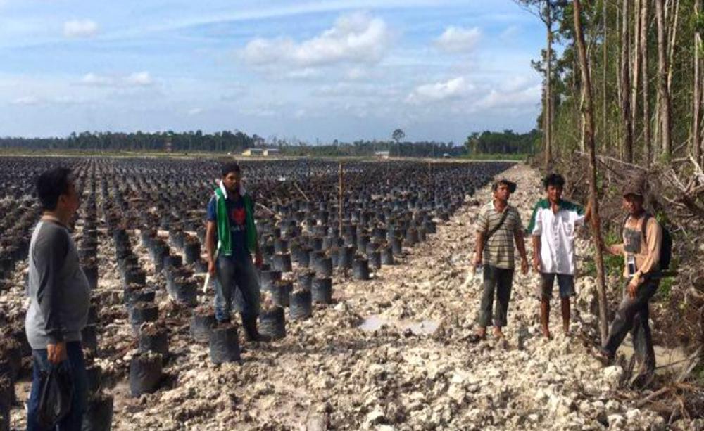 Site of a proposed palm oil plantation in Kalimantan, Indonesia. Photo: Dr Ward Berenschot, Author provided.
