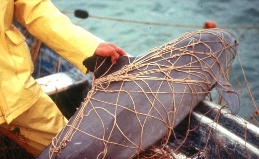Vaquita caught in a gillnet. Photo: Cristian Faezi &amp; Omar Vidal via IUCN.