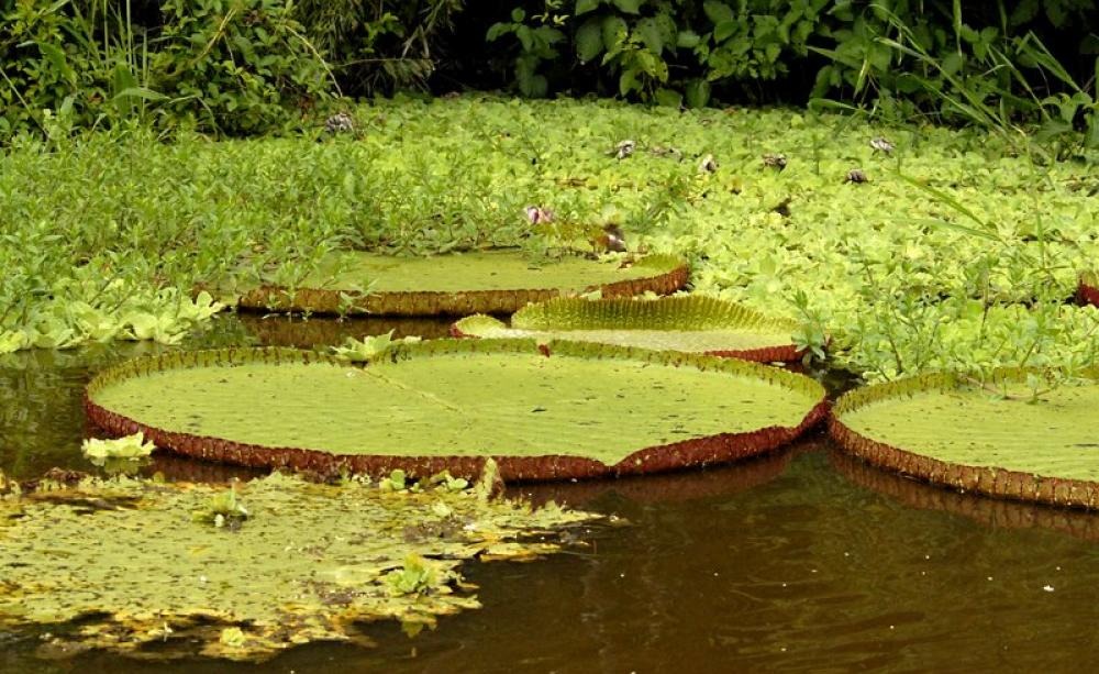 Victoria water lilies in Pucate Creek (Quebrada Pucate) off Rio Marañon, Peru. Photo: Mike LaBarbera via Flickr (CC BY-NC-ND).
