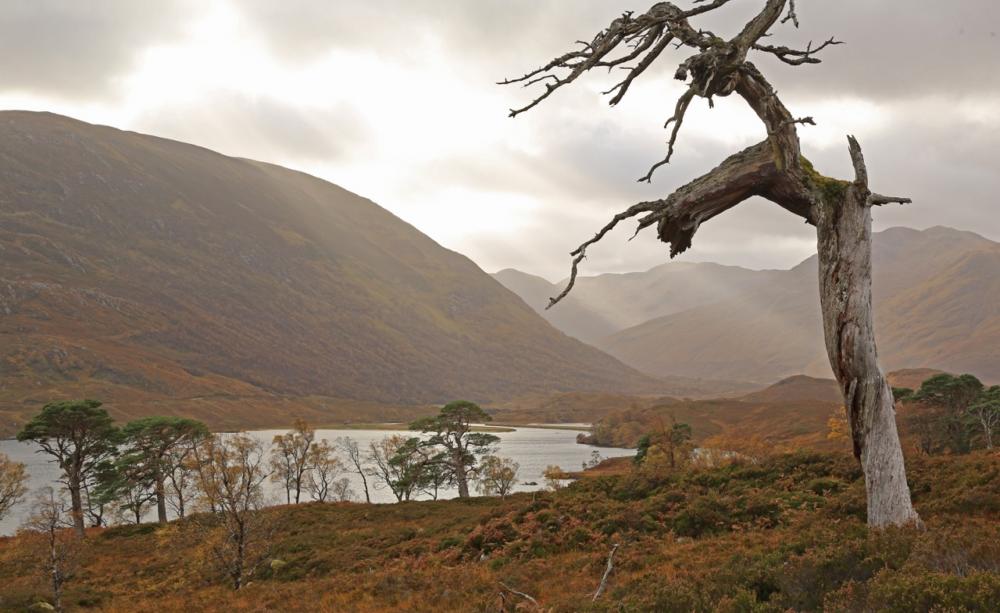 There is both melancholy and beauty in this photograph of a dead Scots pine, or snag, silhouetted against shafts of sunlight over Gleann na Ciche and Loch Affric © Alan Watson Featherstone
