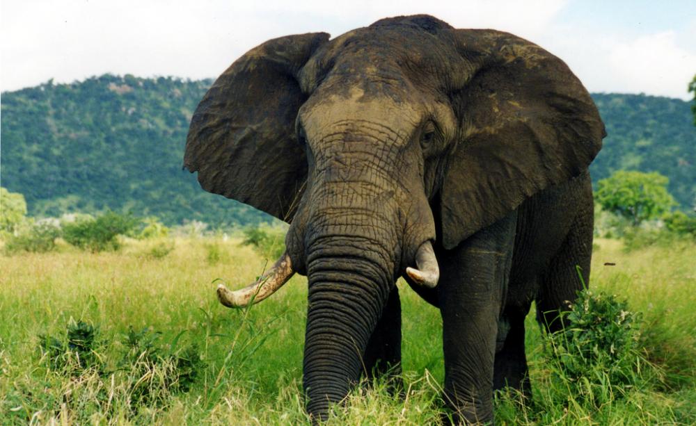 Tens of thousands of wild elephants are being killed each year to meet the demand for ivory. (c) Caitlin, Flickr