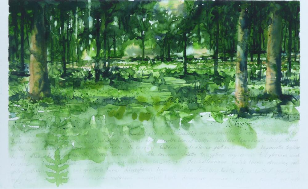A watercolour of Ashmore Woods from the upcoming AshScape Project. (c) Gary Cook