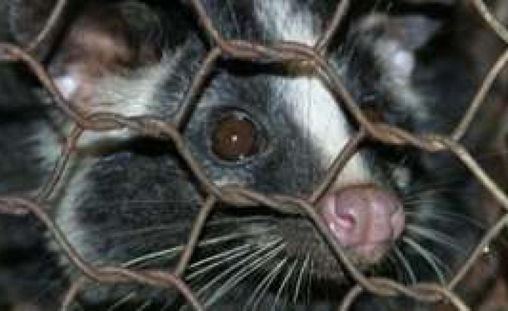 mouselg.jpg