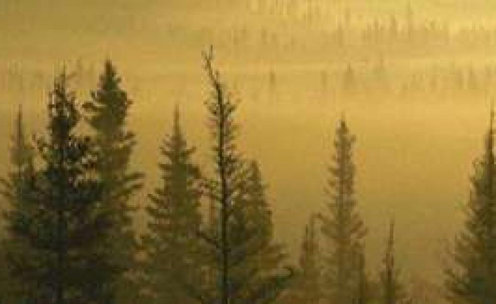 forestslg.jpg