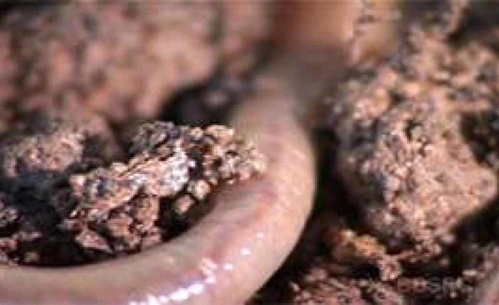Earthworms_Web_MAIN.jpg