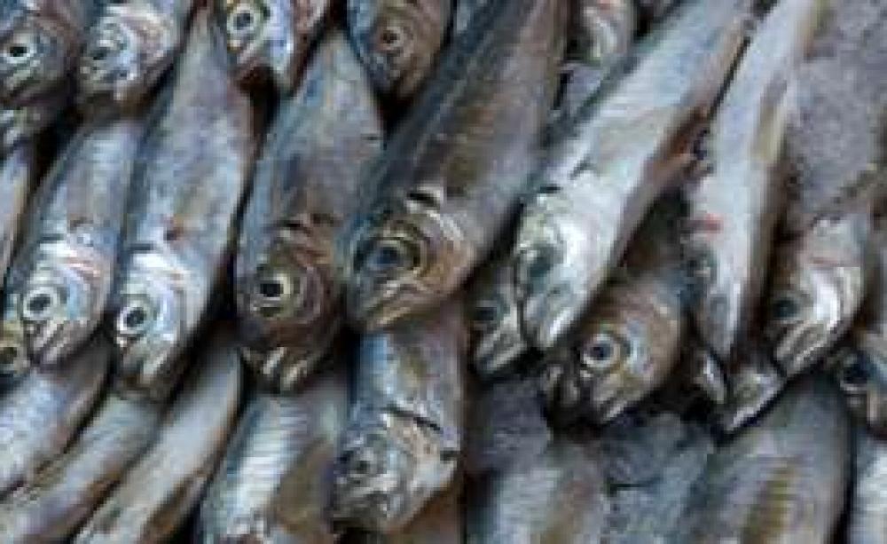 Sustainable-Fish-MAIN_1.jpg